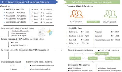 Integrated multiple-microarray analysis and mendelian randomization to identify novel targets involved in diabetic nephropathy